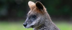 Preview wallpaper swamp wallaby, animal, wildlife, blur