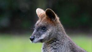 Preview wallpaper swamp wallaby, animal, wildlife, blur