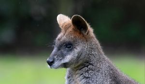 Preview wallpaper swamp wallaby, animal, wildlife, blur