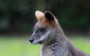 Preview wallpaper swamp wallaby, animal, wildlife, blur