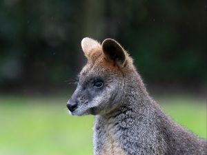 Preview wallpaper swamp wallaby, animal, wildlife, blur