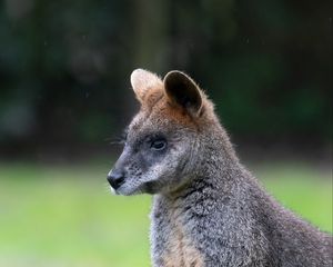 Preview wallpaper swamp wallaby, animal, wildlife, blur