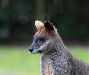 Preview wallpaper swamp wallaby, animal, wildlife, blur