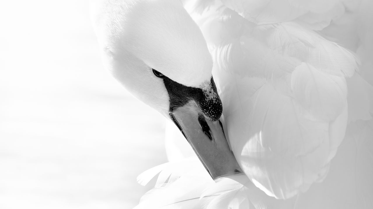 Wallpaper swan, beak, bird, white