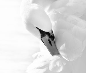 Preview wallpaper swan, beak, bird, white