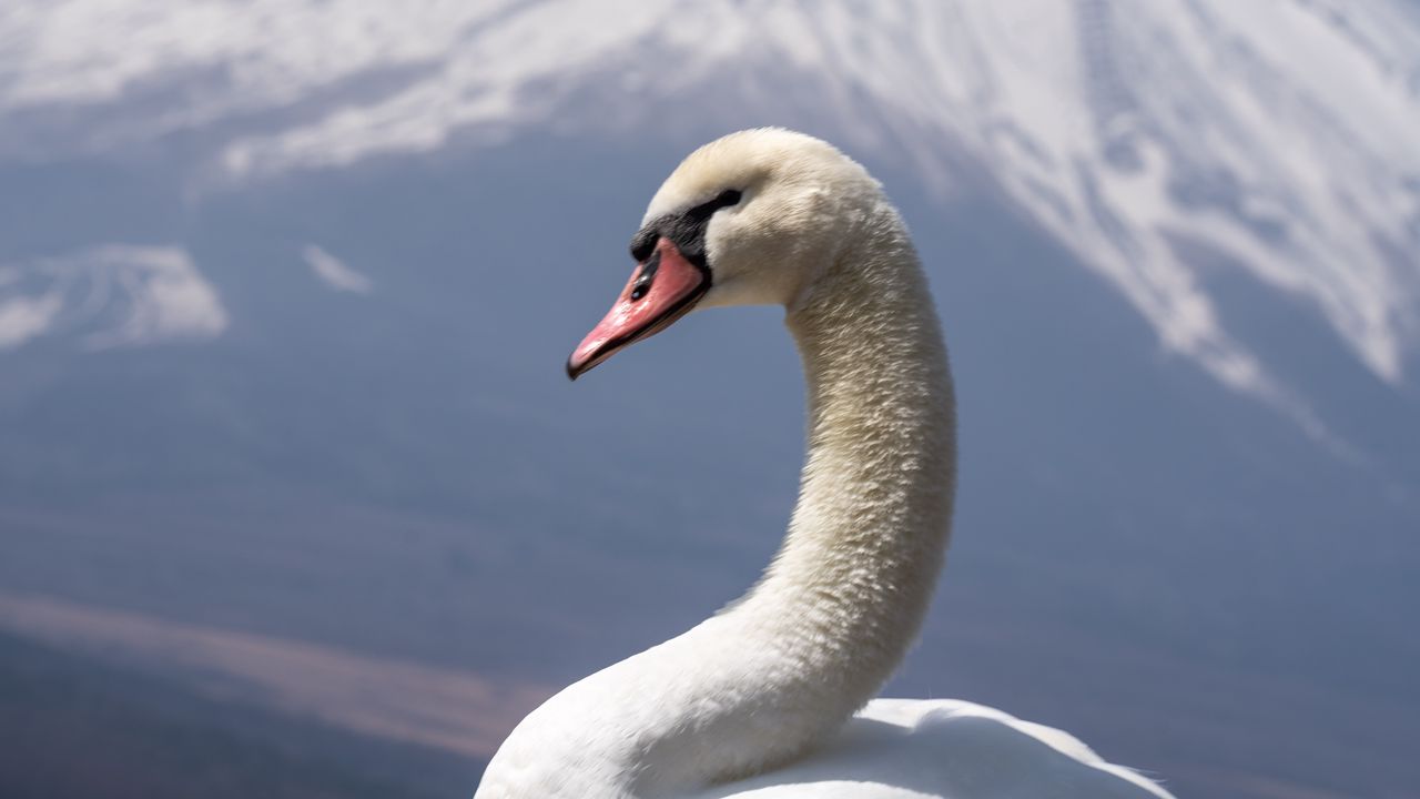 Wallpaper swan, beak, bird, volcano