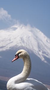 Preview wallpaper swan, beak, bird, volcano
