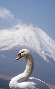 Preview wallpaper swan, beak, bird, volcano