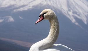 Preview wallpaper swan, beak, bird, volcano