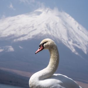 Preview wallpaper swan, beak, bird, volcano