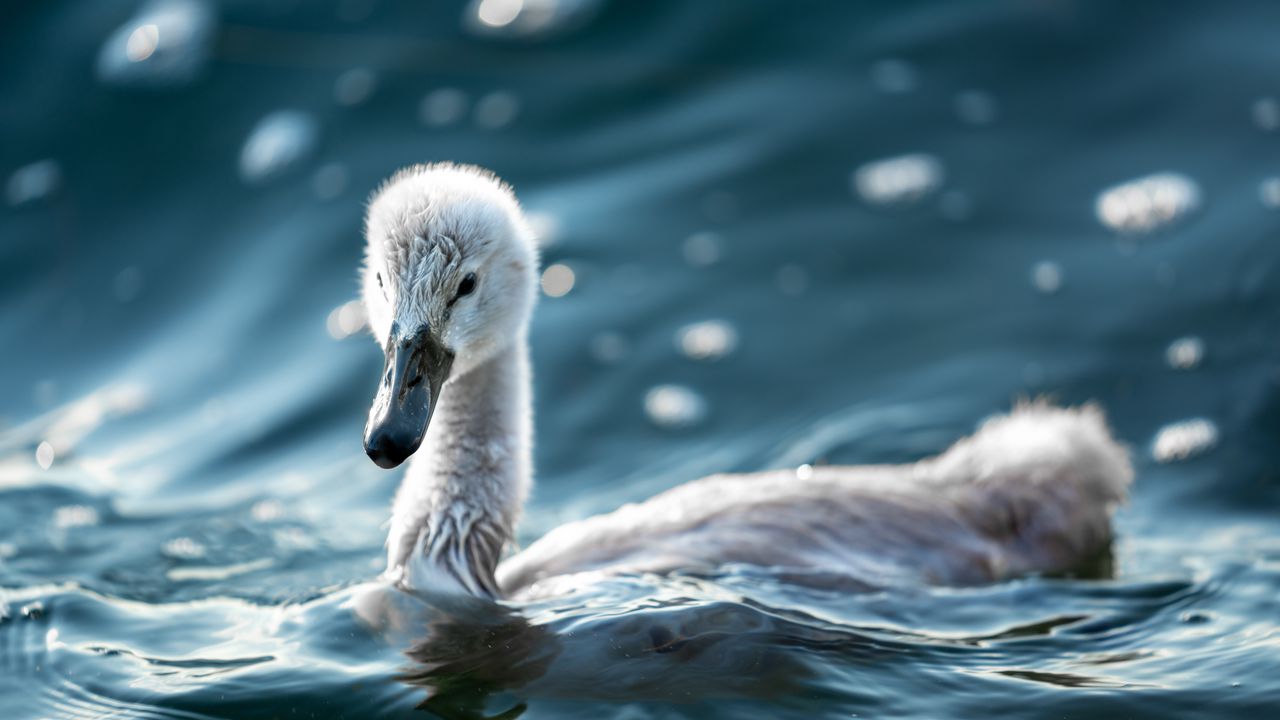 Wallpaper swan, beak, bird, water