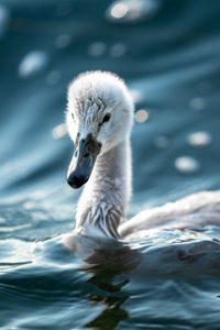 Preview wallpaper swan, beak, bird, water