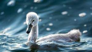 Preview wallpaper swan, beak, bird, water