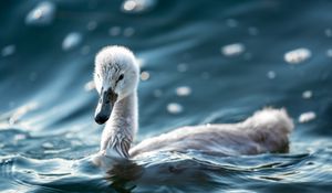 Preview wallpaper swan, beak, bird, water