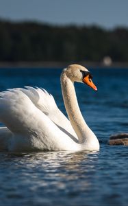 Preview wallpaper swan, beak, bird, river