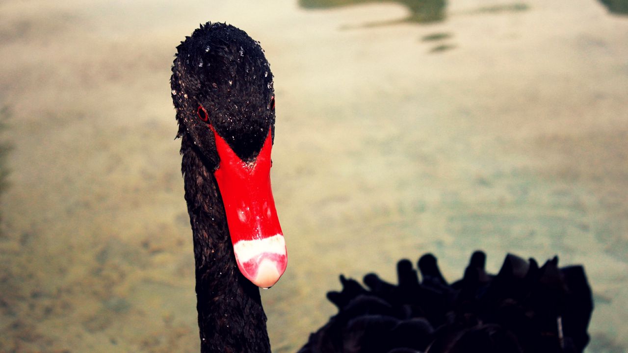 Wallpaper swan, beak, black, red