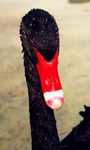 Preview wallpaper swan, beak, black, red