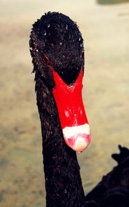 Preview wallpaper swan, beak, black, red