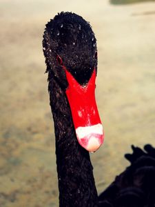 Preview wallpaper swan, beak, black, red