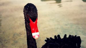 Preview wallpaper swan, beak, black, red
