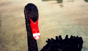 Preview wallpaper swan, beak, black, red