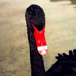 Preview wallpaper swan, beak, black, red