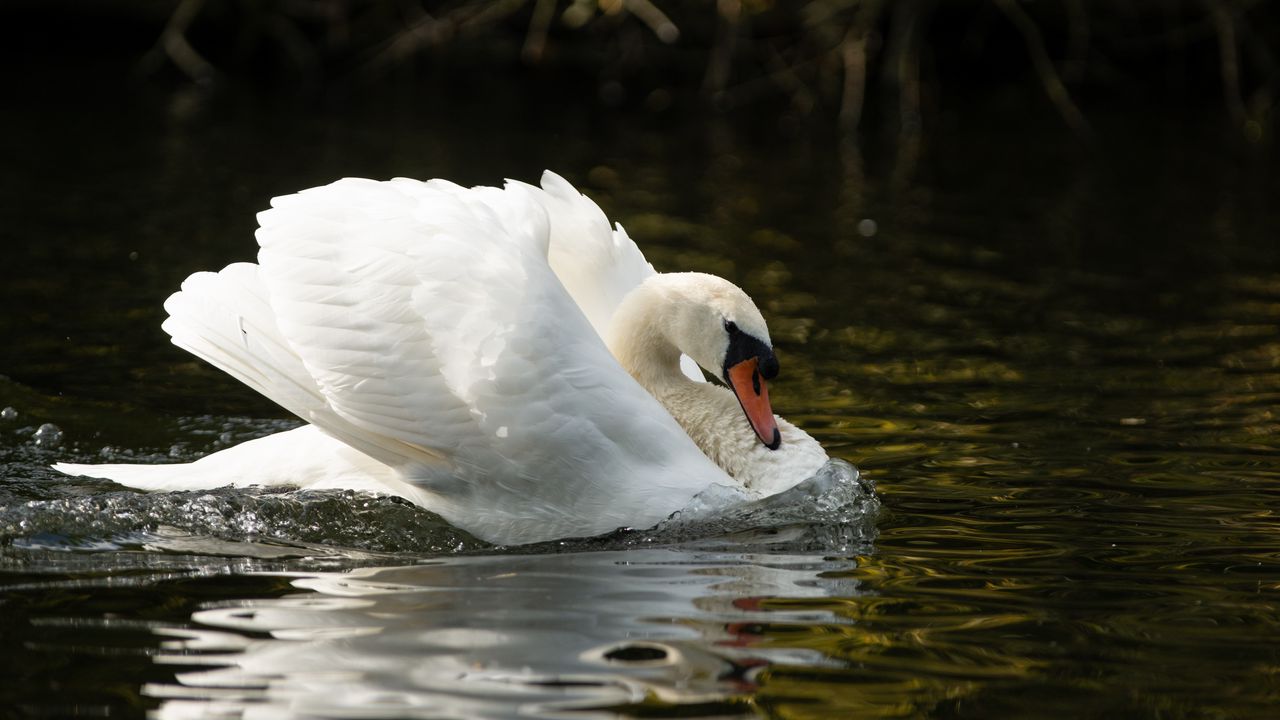 Wallpaper swan, beak, wings, bird, water