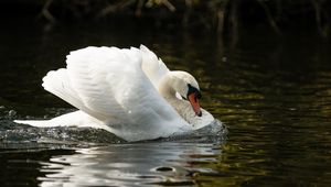 Preview wallpaper swan, beak, wings, bird, water