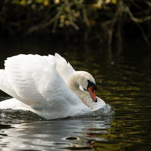 Preview wallpaper swan, beak, wings, bird, water