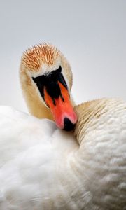 Preview wallpaper swan, bird, feathers, beak