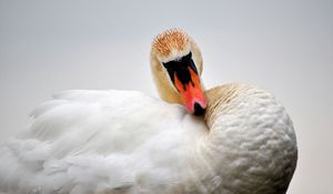 Preview wallpaper swan, bird, feathers, beak