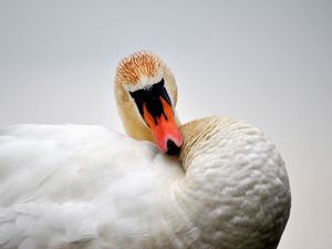 Preview wallpaper swan, bird, feathers, beak