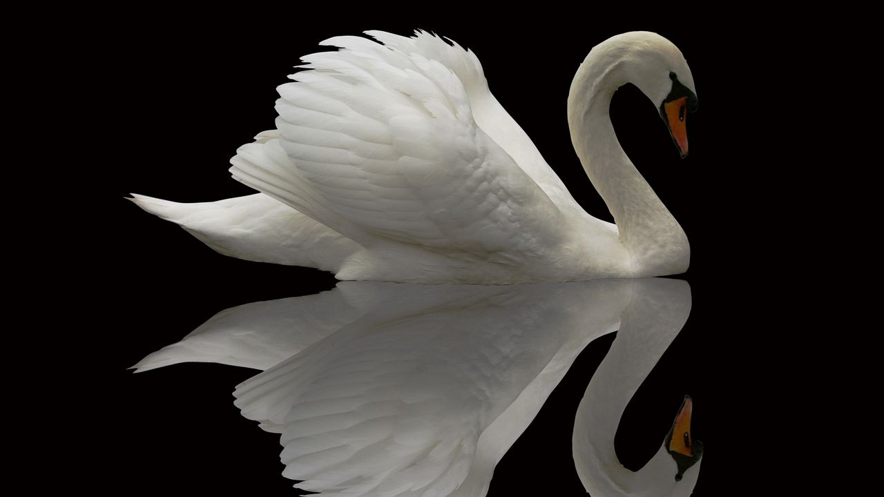 Wallpaper swan, bird, grace, beautiful, feather