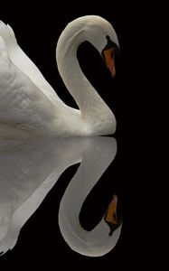 Preview wallpaper swan, bird, grace, beautiful, feather