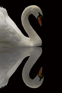 Preview wallpaper swan, bird, grace, beautiful, feather