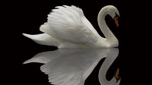 Preview wallpaper swan, bird, grace, beautiful, feather