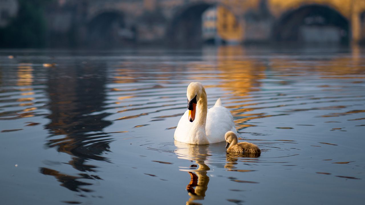 Wallpaper swan, bird, lake, building