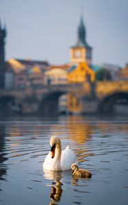 Preview wallpaper swan, bird, lake, building