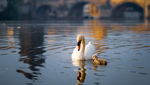 Preview wallpaper swan, bird, lake, building