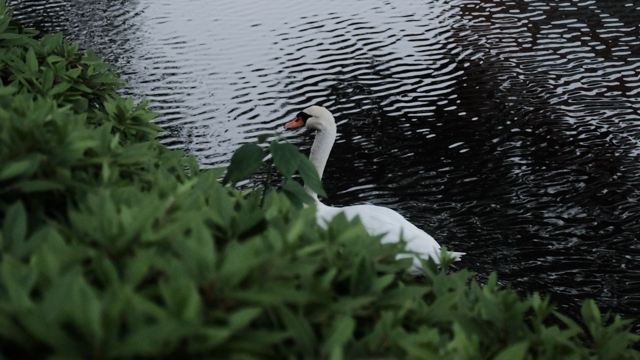 Wallpaper swan, bird, lake, leaves