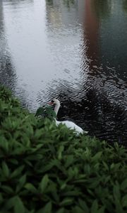 Preview wallpaper swan, bird, lake, leaves