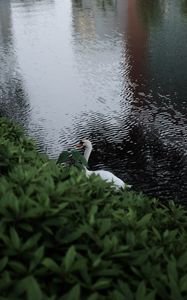 Preview wallpaper swan, bird, lake, leaves