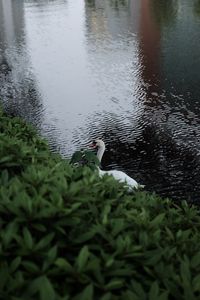 Preview wallpaper swan, bird, lake, leaves