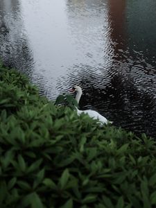 Preview wallpaper swan, bird, lake, leaves