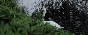 Preview wallpaper swan, bird, lake, leaves