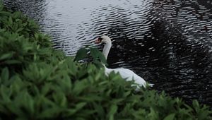 Preview wallpaper swan, bird, lake, leaves