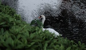 Preview wallpaper swan, bird, lake, leaves