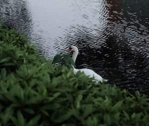 Preview wallpaper swan, bird, lake, leaves