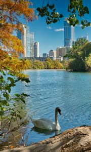 Preview wallpaper swan, bird, lake, trees, city