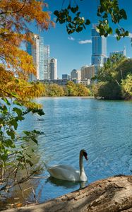 Preview wallpaper swan, bird, lake, trees, city